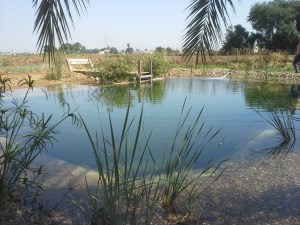 Piscina naturalizada en Sevilla 1