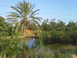 Piscina naturalizada en Sevilla 2